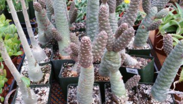 Tephrocactus articulatus 10 Pieces Seeds
