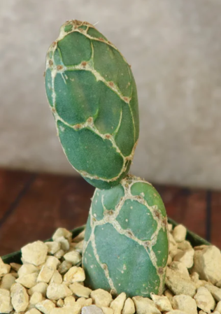 Opuntia reticulata 8 Pieces Seeds