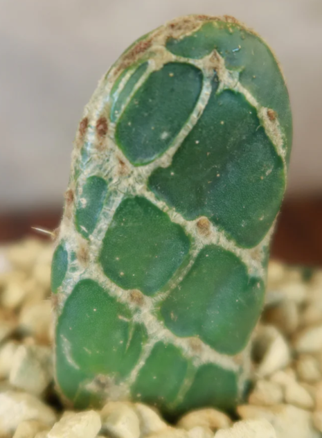 Opuntia reticulata 8 Pieces Seeds