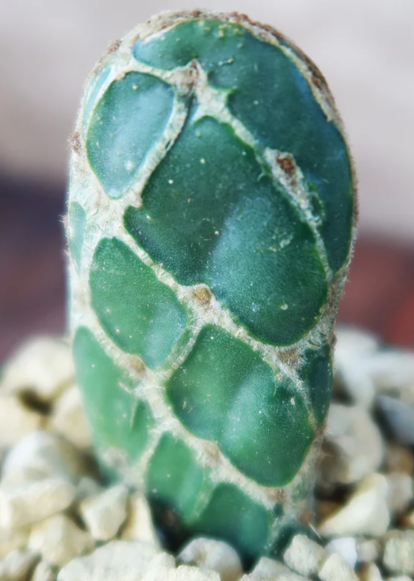 Opuntia reticulata 8 Pieces Seeds