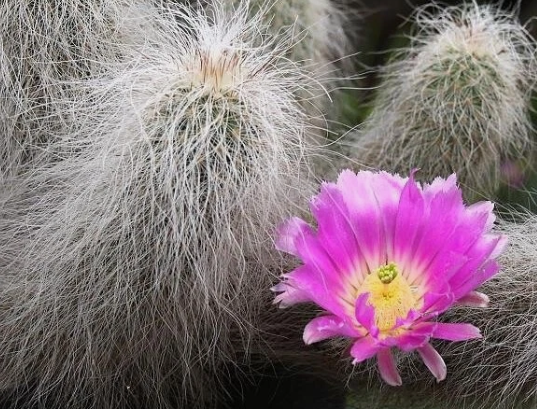 Echinocereus delaetii 10 Pieces Seeds