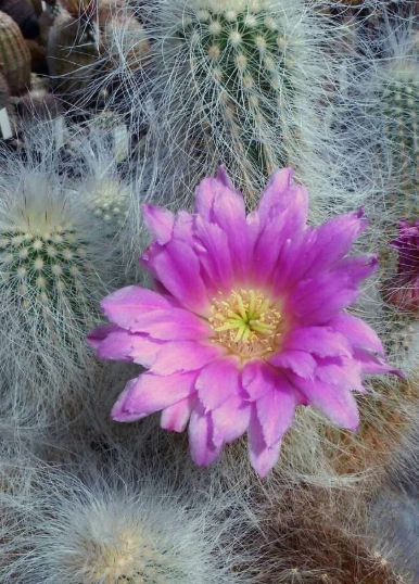 Echinocereus delaetii 10 Pieces Seeds