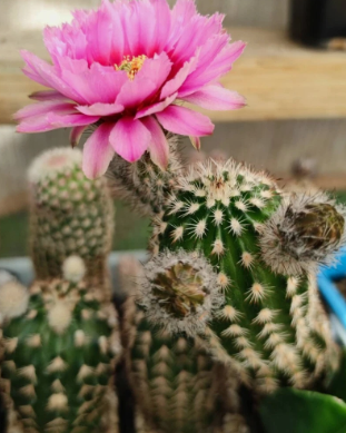 Echinocereus reichenbachii subs. fitchii 10 Pieces Seeds