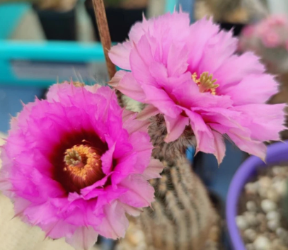 Echinocereus reichenbachii subs. fitchii 10 Pieces Seeds