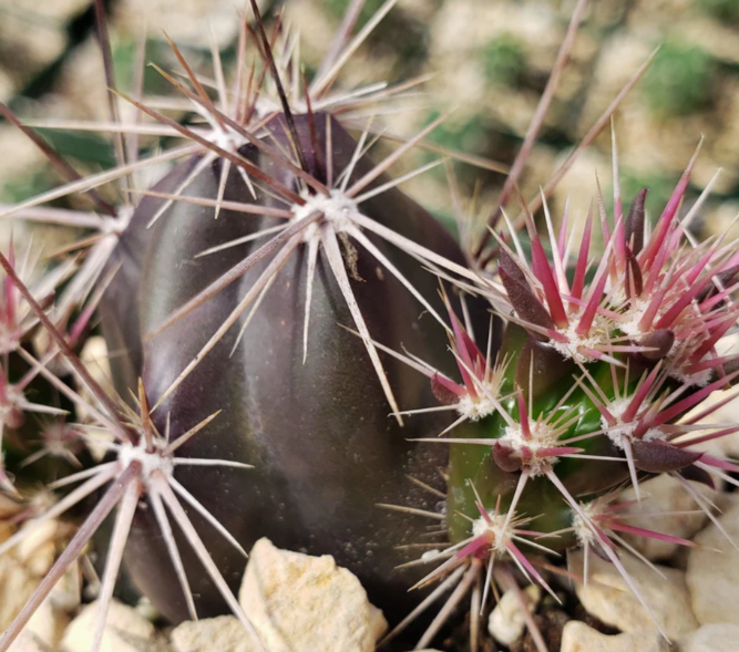 Opuntia invicta 8 Pieces Seeds