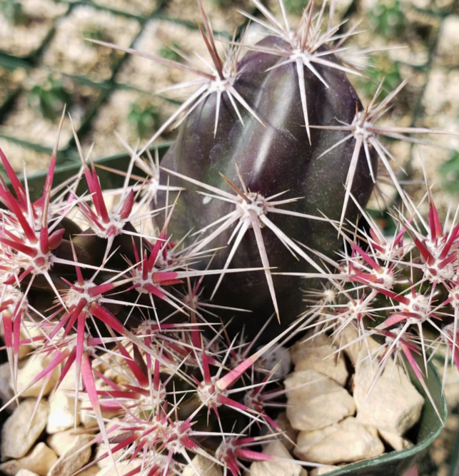 Opuntia invicta 8 Pieces Seeds