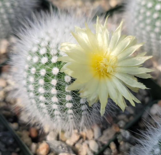 Notocactus rudibuenekeri albissimo 10 Pieces Seeds