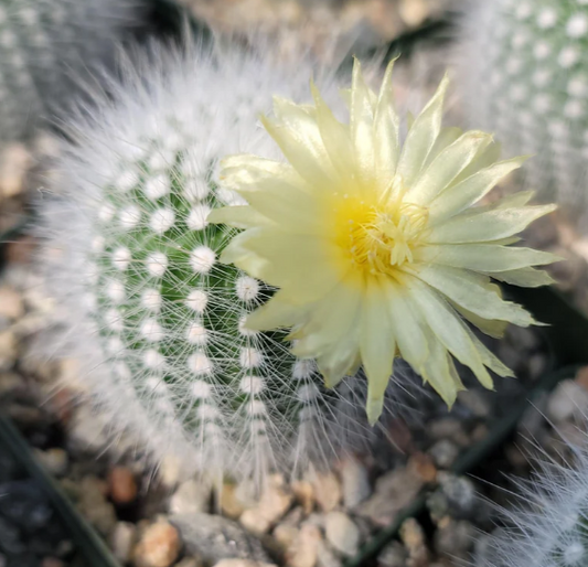 Notocactus rudibuenekeri albissimo 10 Pieces Seeds