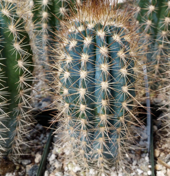Pilosocereus calcisaxicolus 10 Pieces Seeds