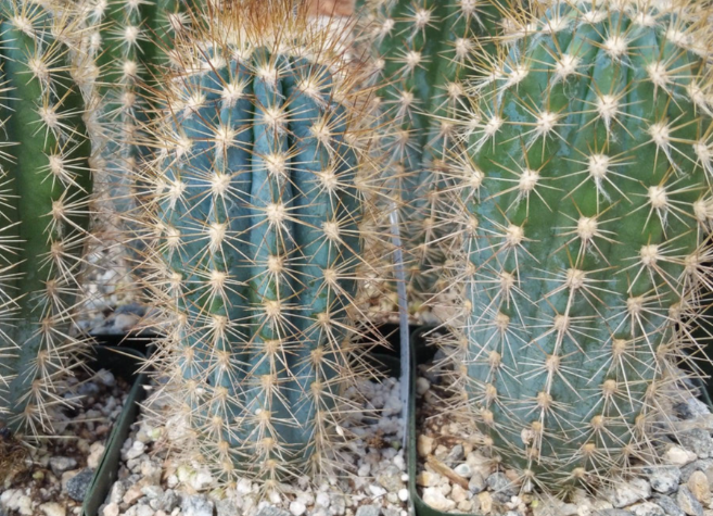 Pilosocereus calcisaxicolus 10 Pieces Seeds