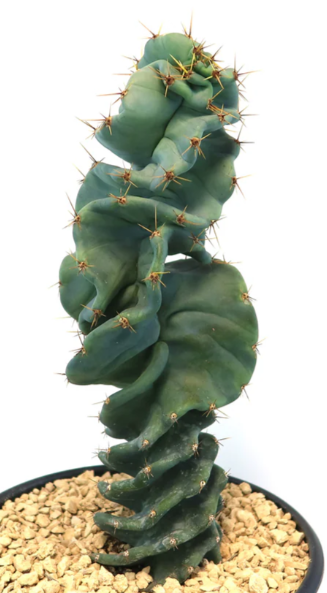 Cereus spiralis 'Turbulence' 10 Pieces Seeds