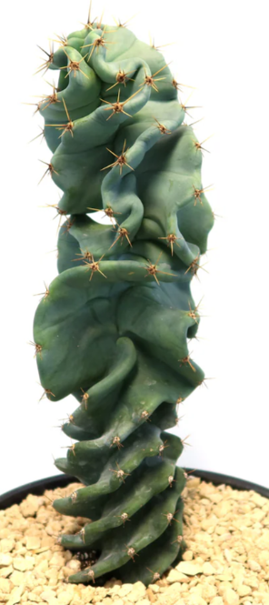 Cereus spiralis 'Turbulence' 10 Pieces Seeds