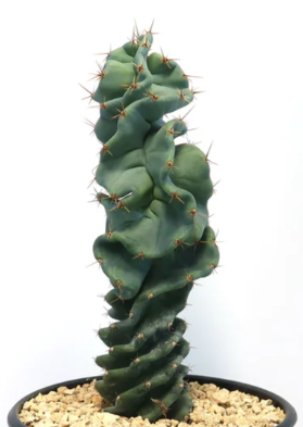 Cereus spiralis 'Turbulence' 10 Pieces Seeds