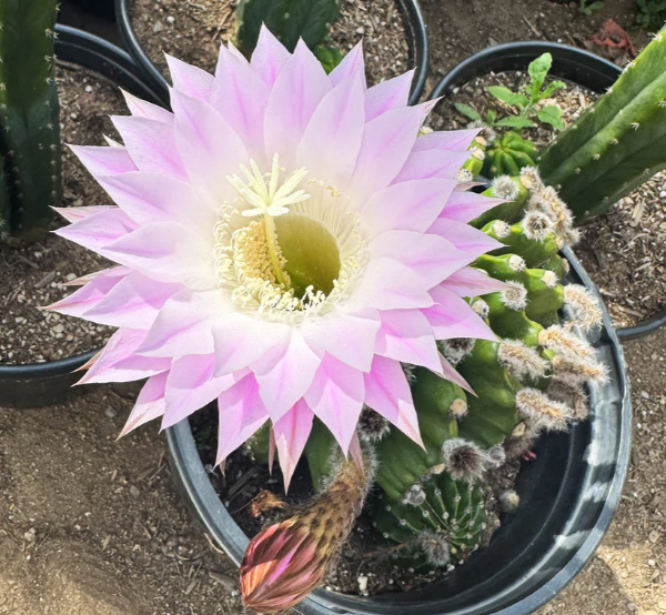 Echinopsis eyriesii 10 Pieces Seeds
