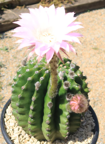 Echinopsis eyriesii 10 Pieces Seeds