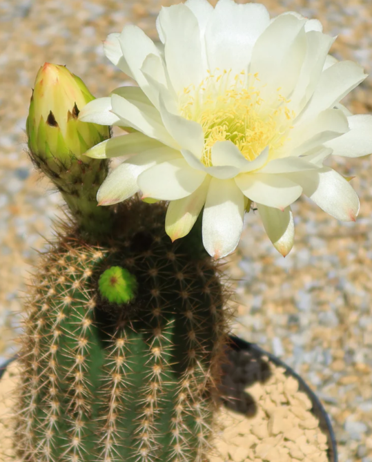 Trichocereus 'Sun Goddess' 10 Pieces Seeds