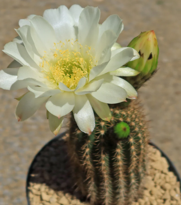 Trichocereus 'Sun Goddess' 10 Pieces Seeds