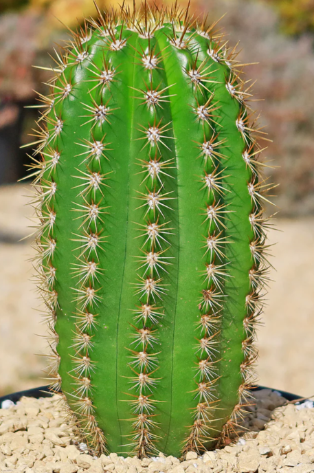 Trichocereus 'Sun Goddess' 10 Pieces Seeds