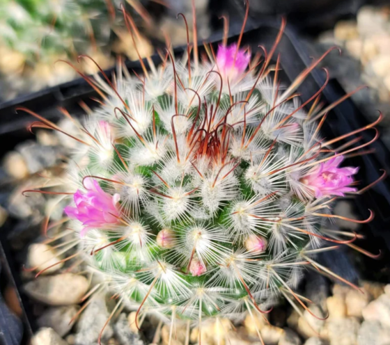 Mammillaria bombycina 10 Pieces Seeds