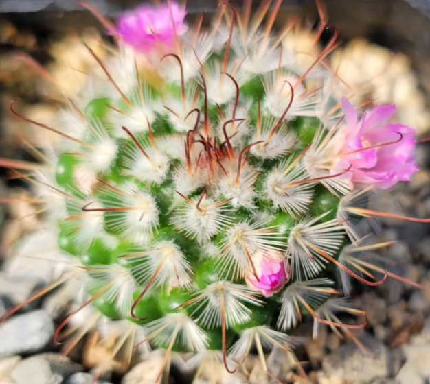 Mammillaria bombycina 10 Pieces Seeds