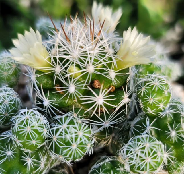 Mammillaria gracilis 'fragilis' 10 Pieces Seeds