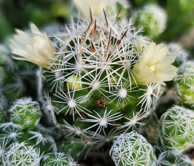 Mammillaria gracilis 'fragilis' 10 Pieces Seeds