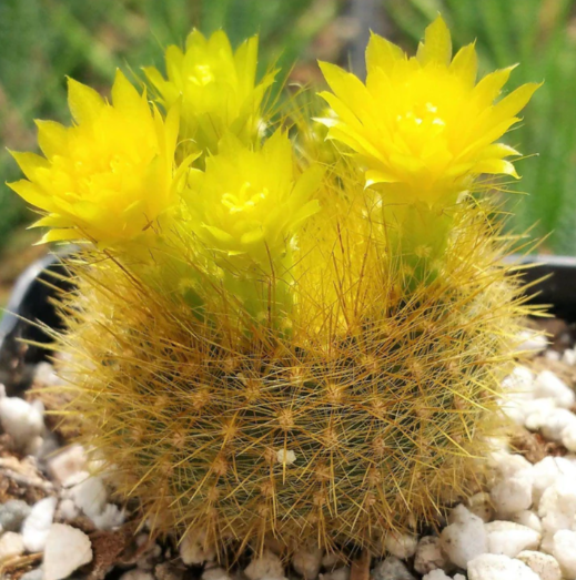 Notocactus graessneri flaviflorus 10 Pieces Seeds