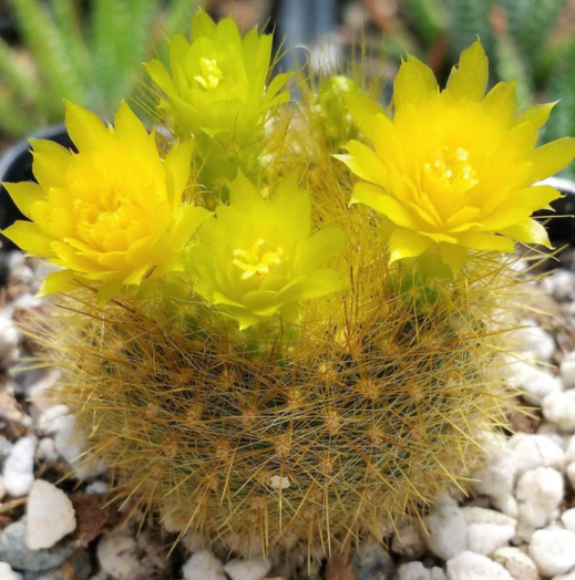 Notocactus graessneri flaviflorus 10 Pieces Seeds