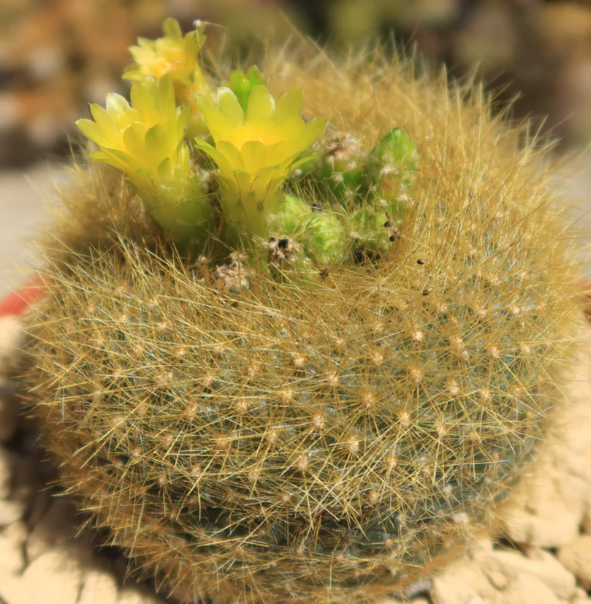 Notocactus graessneri flaviflorus 10 Pieces Seeds