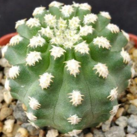 Pygmaeocereus bieblii 10 Pieces Seeds