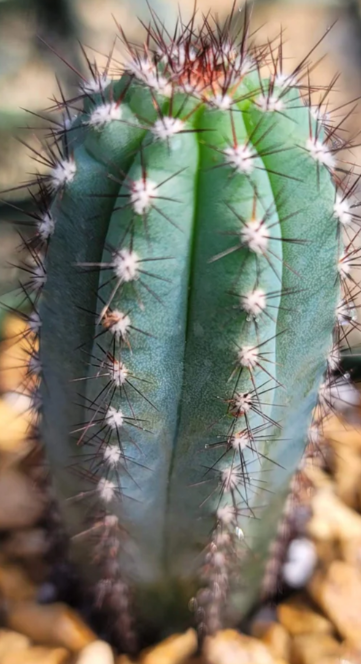 Cipocereus bradei 10 Pieces Seeds