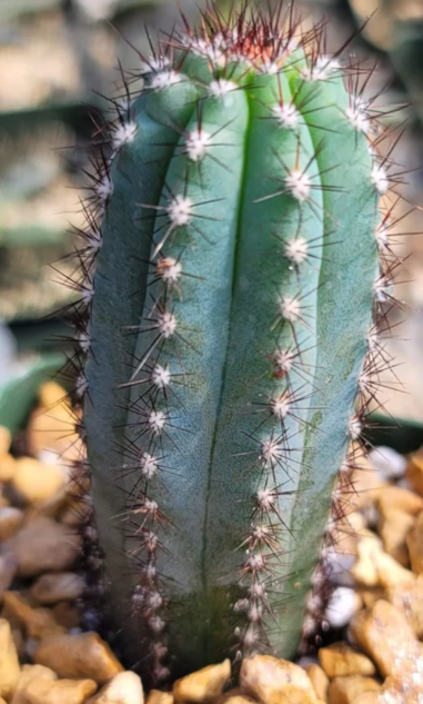 Cipocereus bradei 10 Pieces Seeds