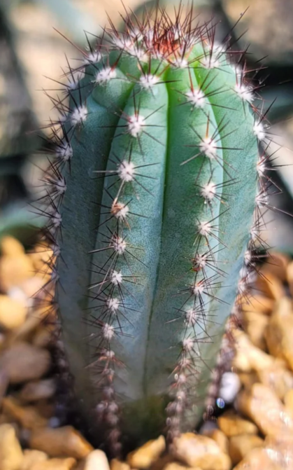 Cipocereus bradei 10 Pieces Seeds