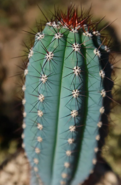 Cipocereus bradei 10 Pieces Seeds