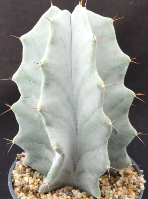 Stenocereus pruinosus 10 Pieces Seeds
