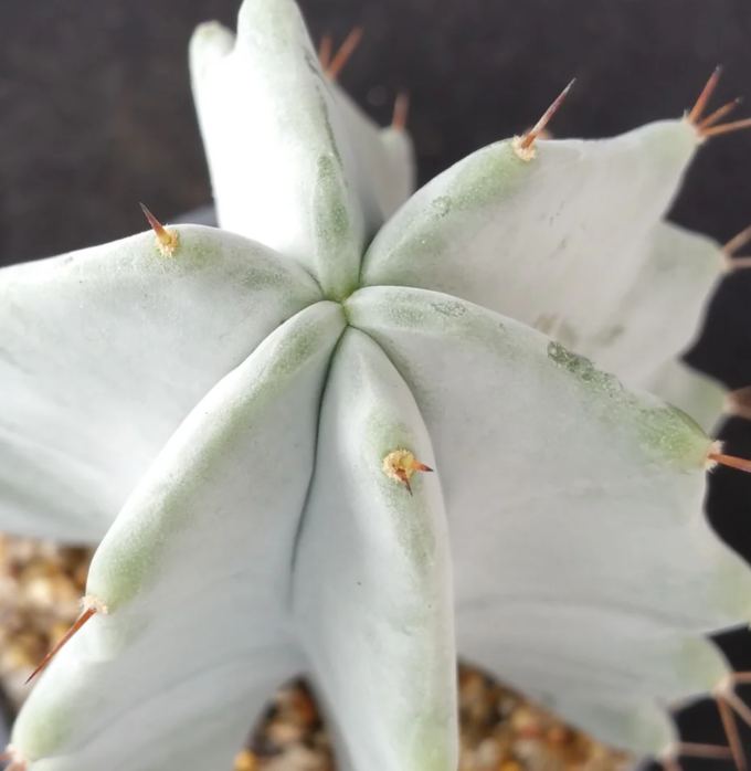 Stenocereus pruinosus 10 Pieces Seeds