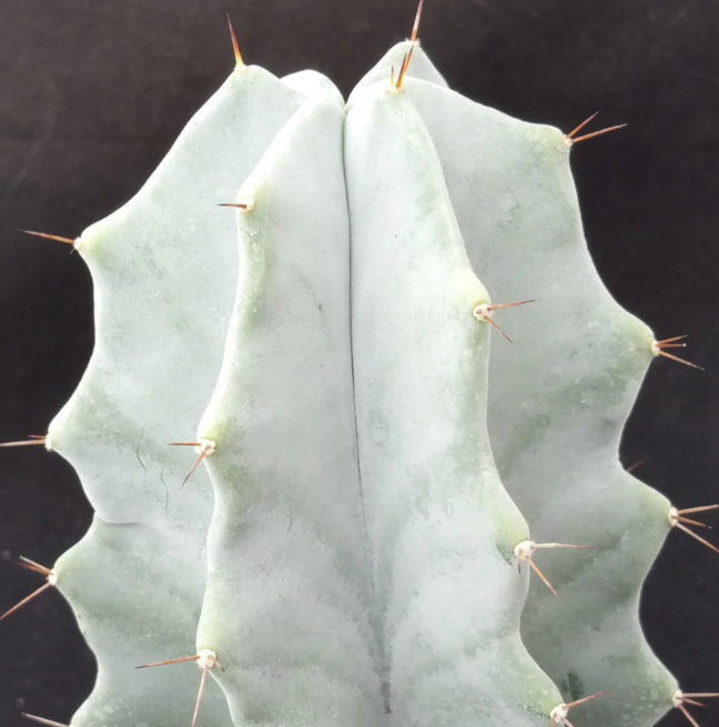 Stenocereus pruinosus 10 Pieces Seeds