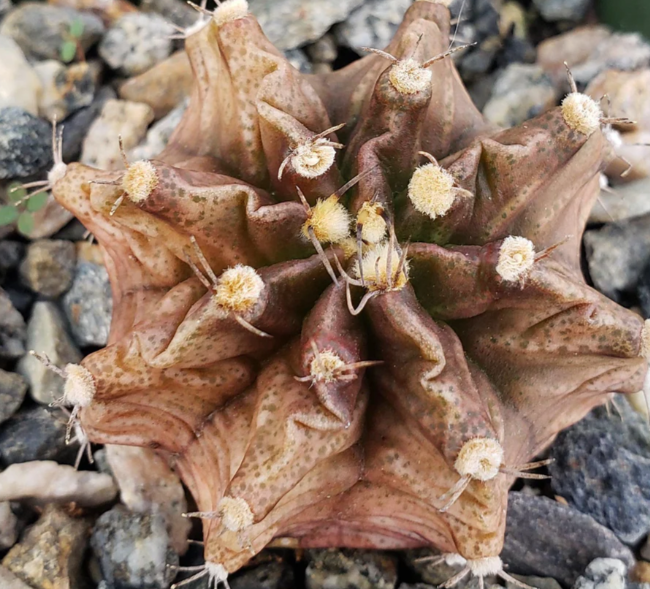 Gymnocalycium stenogonum 10 Pieces Seeds