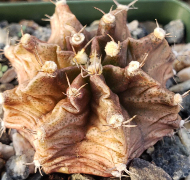 Gymnocalycium stenogonum 10 Pieces Seeds