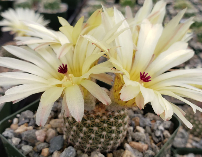 Notocactus elegans 10 Pieces Seeds