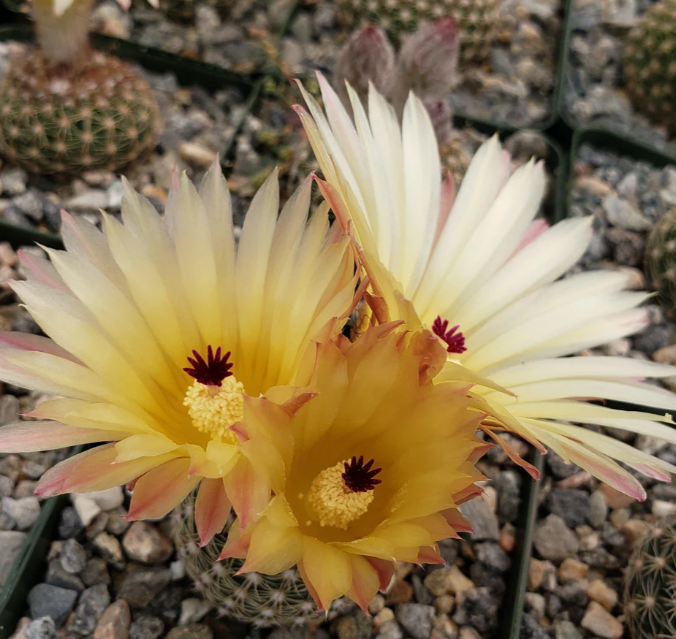 Notocactus elegans 10 Pieces Seeds