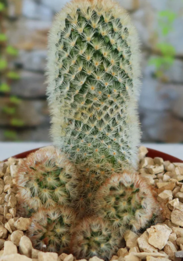 Mammillaria carmenae 10 Pieces Seeds