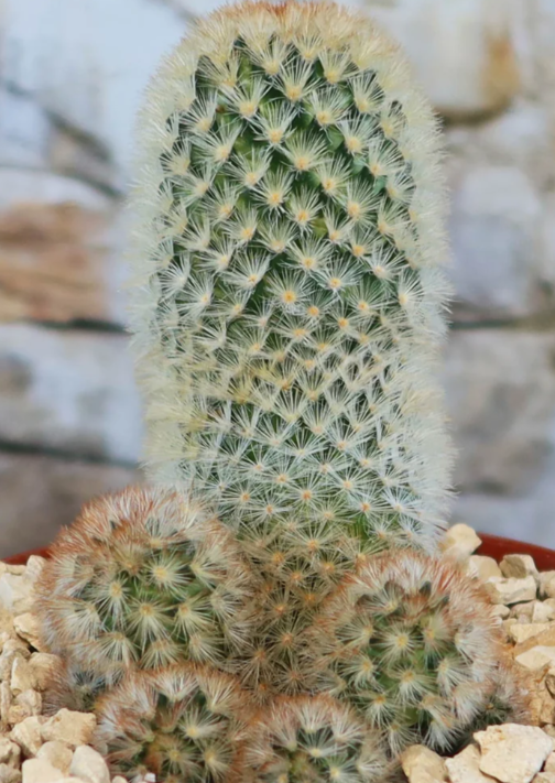 Mammillaria carmenae 10 Pieces Seeds