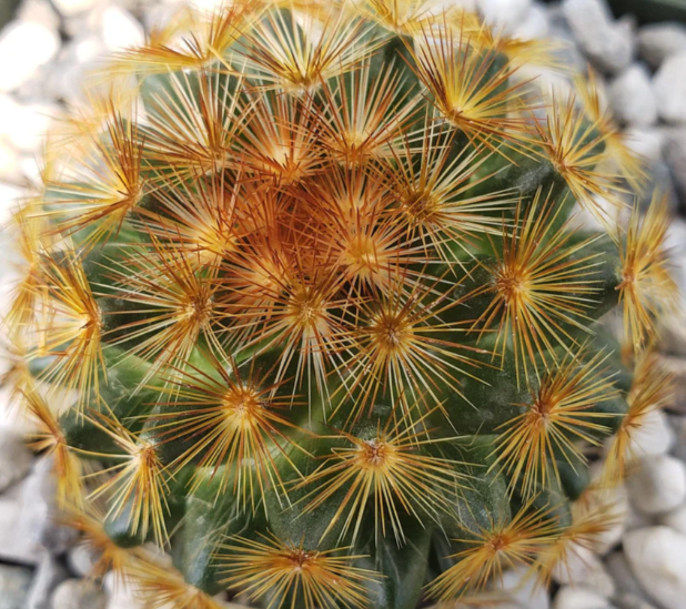 Mammillaria carmenae 10 Pieces Seeds