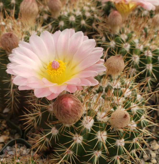 Notocactus roseoluteus 10 Pieces Seeds
