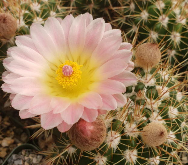 Notocactus roseoluteus 10 Pieces Seeds