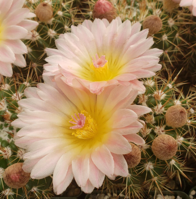 Notocactus roseoluteus 10 Pieces Seeds