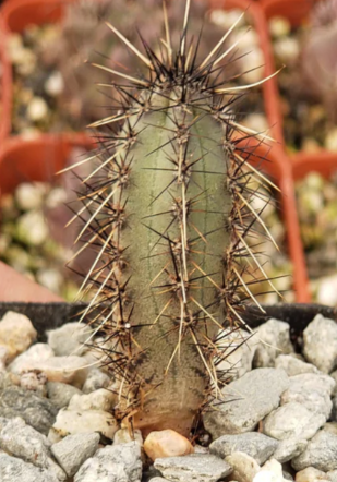 Cereus aethiops 10 Pieces Seeds