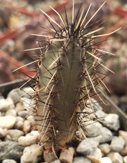 Cereus aethiops 10 Pieces Seeds