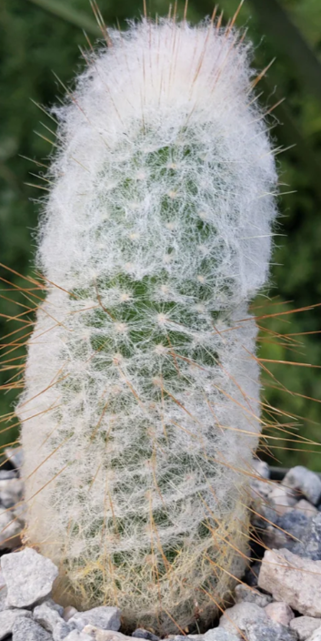 Espostoa churinensis 10 Pieces Seeds